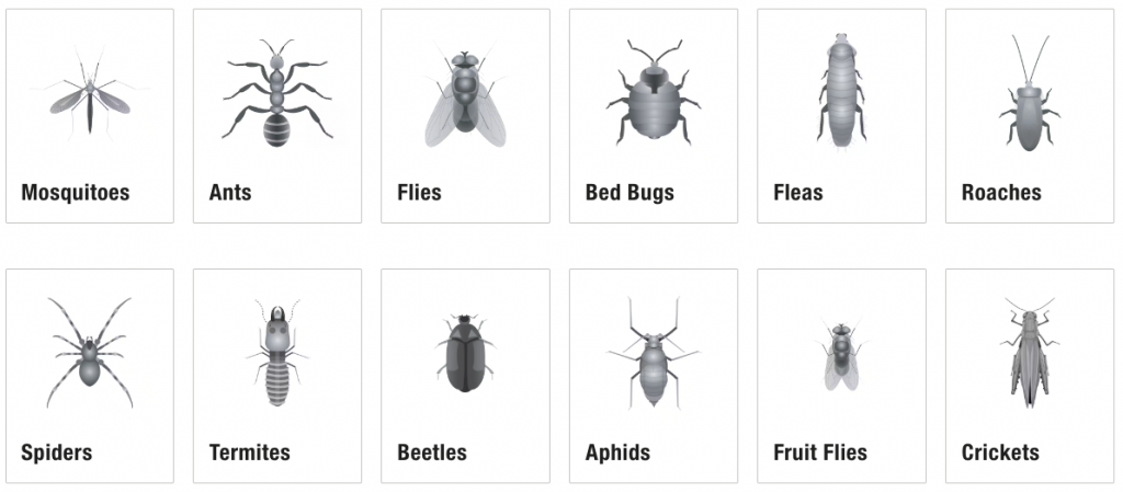 pest control bugs and insects